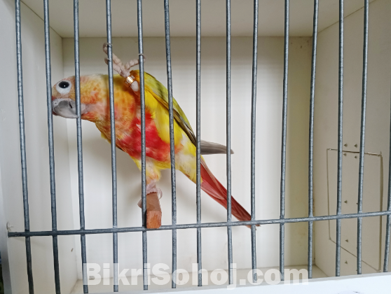 American Dilute Conure